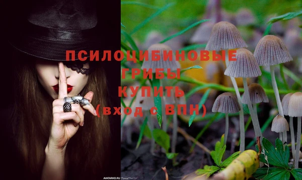 шишки Няндома